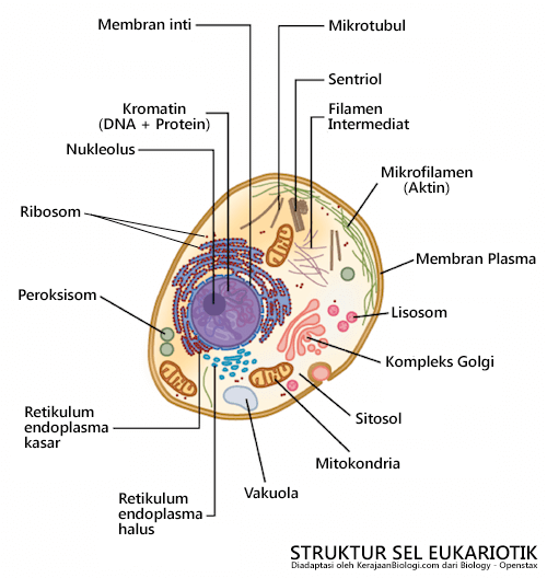 Struktur dan Karakteristik Sel Eukariotik