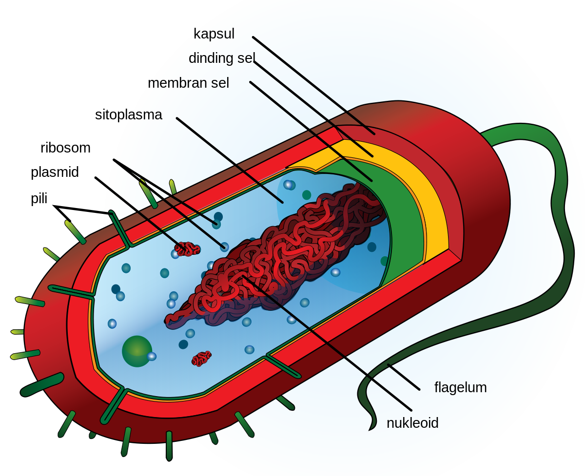 Bagian-Bagian Sel Prokariotik dan Fungsinya