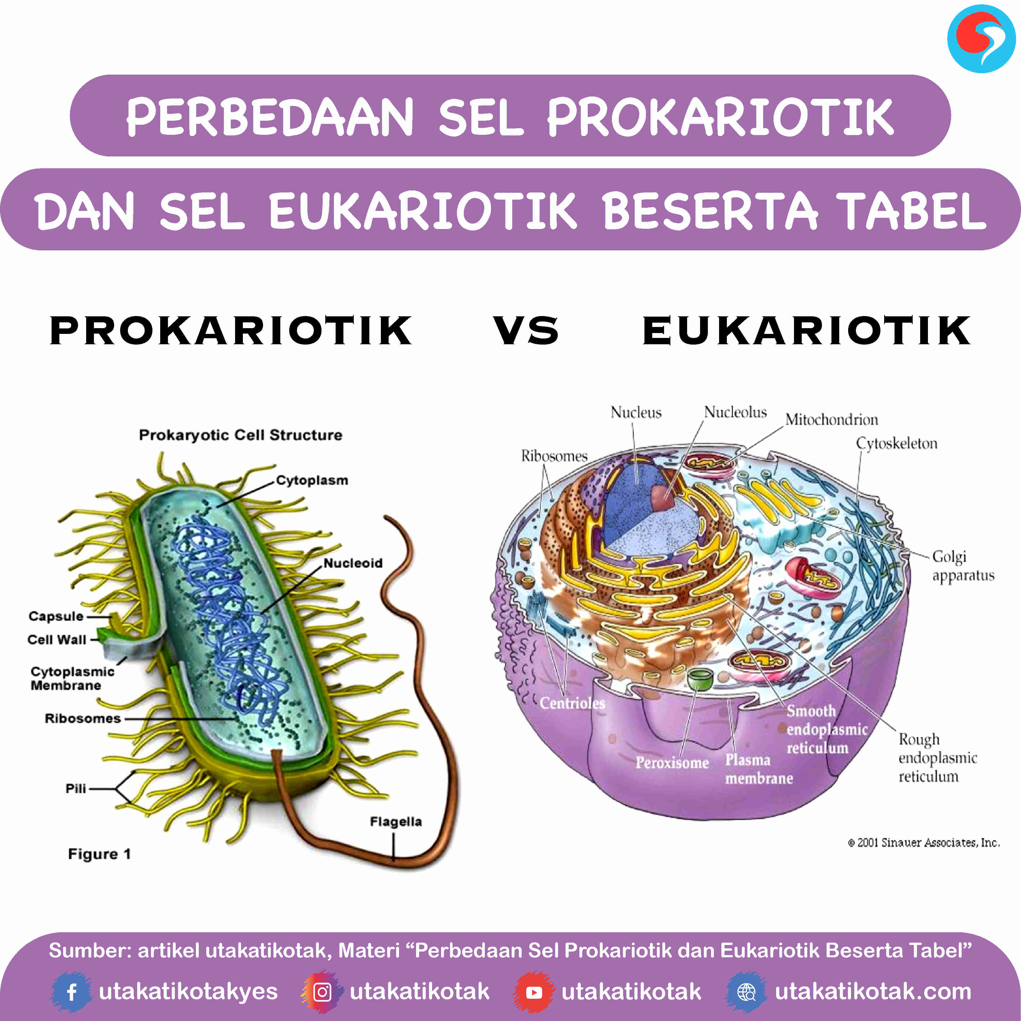 Perbedaan Sel Prokariotik dan Sel Eukariotik Beserta Tabel