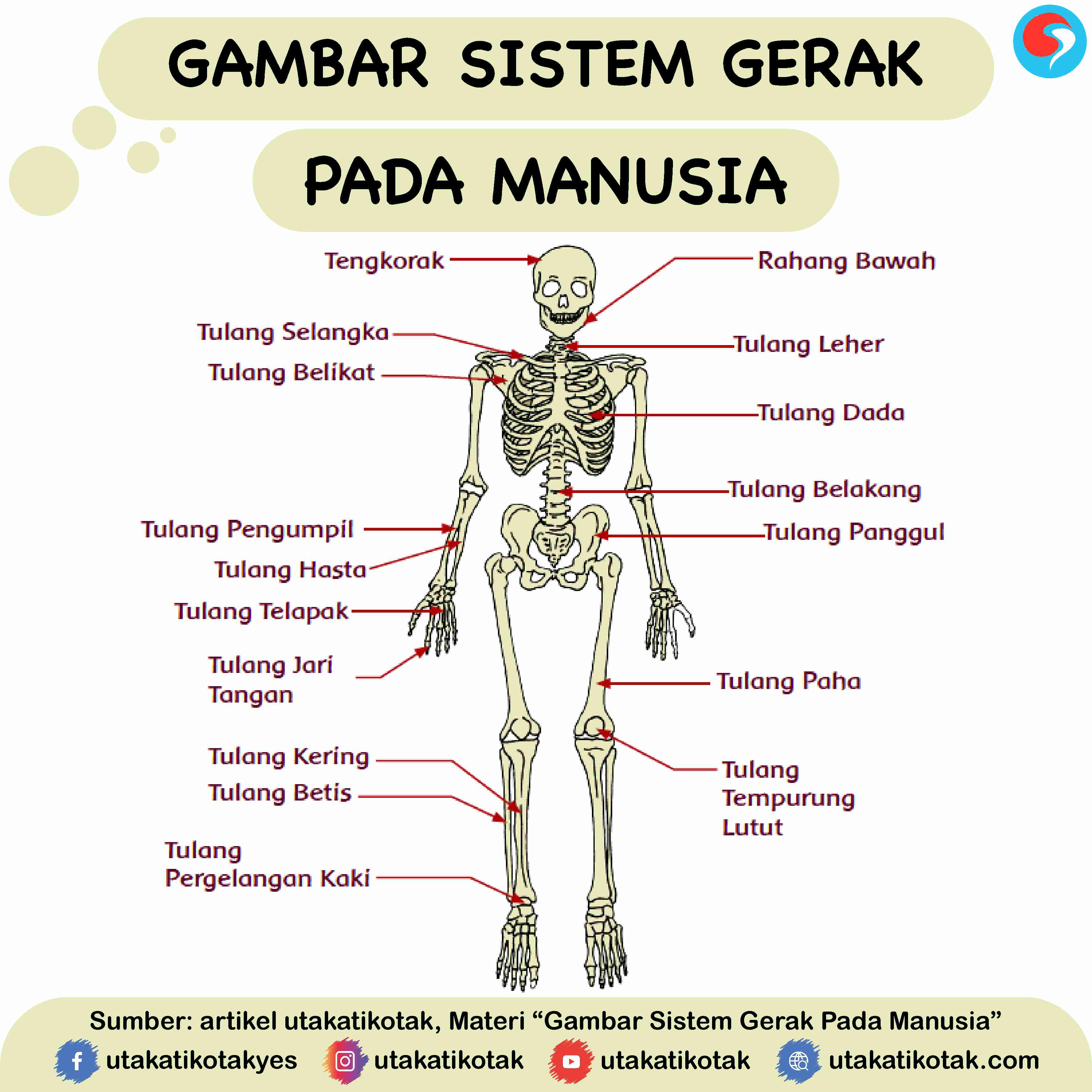 Penjelasan Sistem Gerak Manusia Rangka Tulang Otot Dan Persendian Sexiz Pix 4595