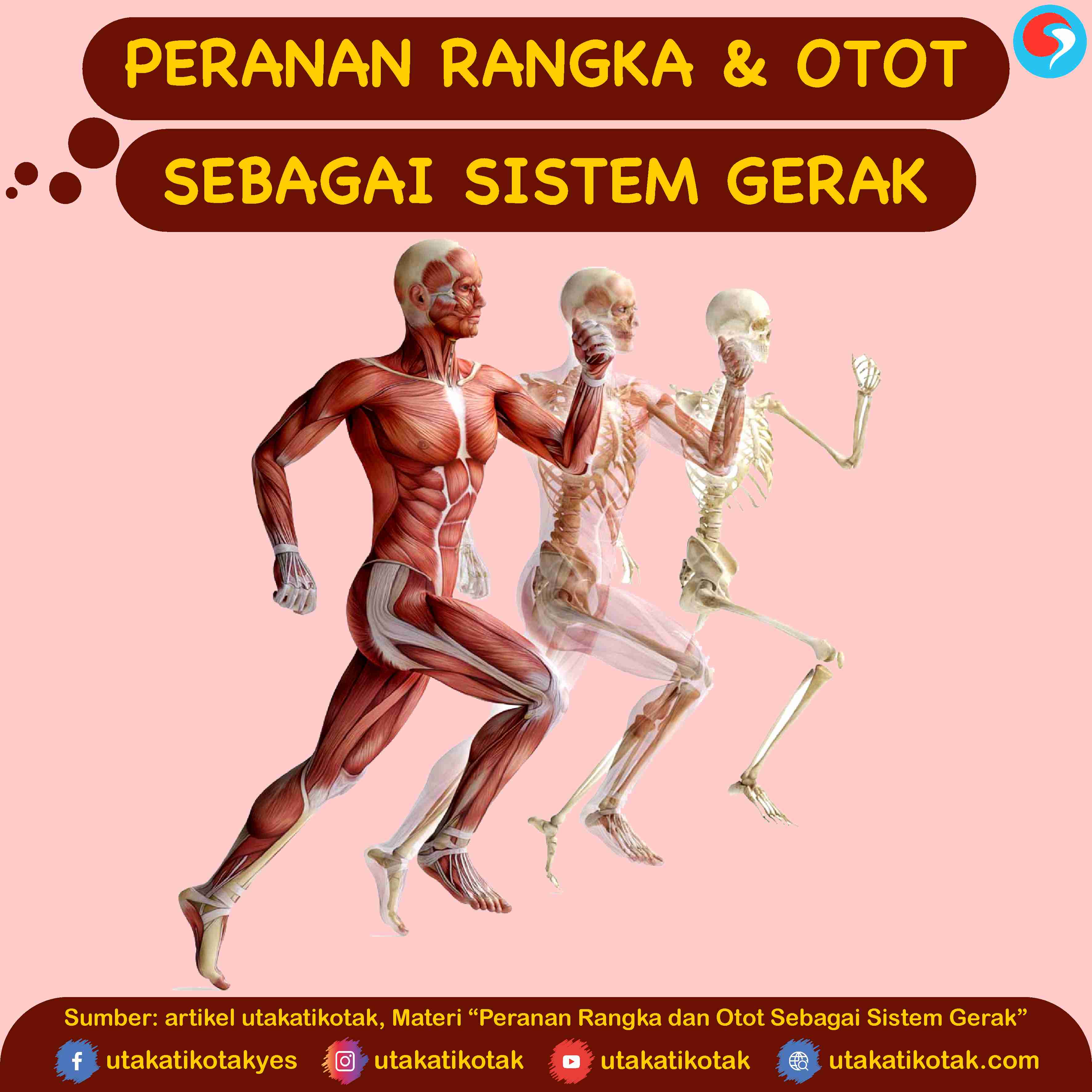 Peranan Rangka dan Otot Sebagai Sistem Gerak