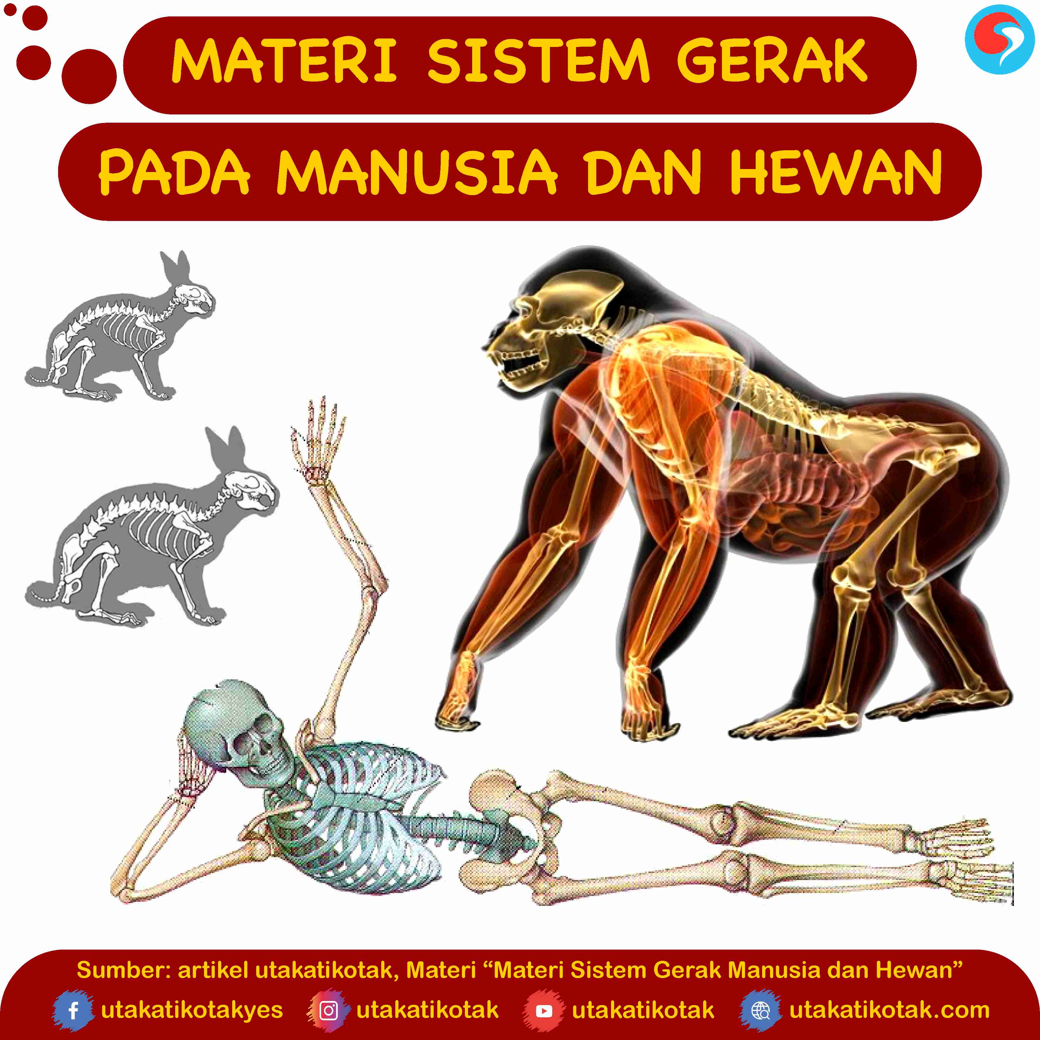 Materi Sistem Gerak Manusia dan Hewan