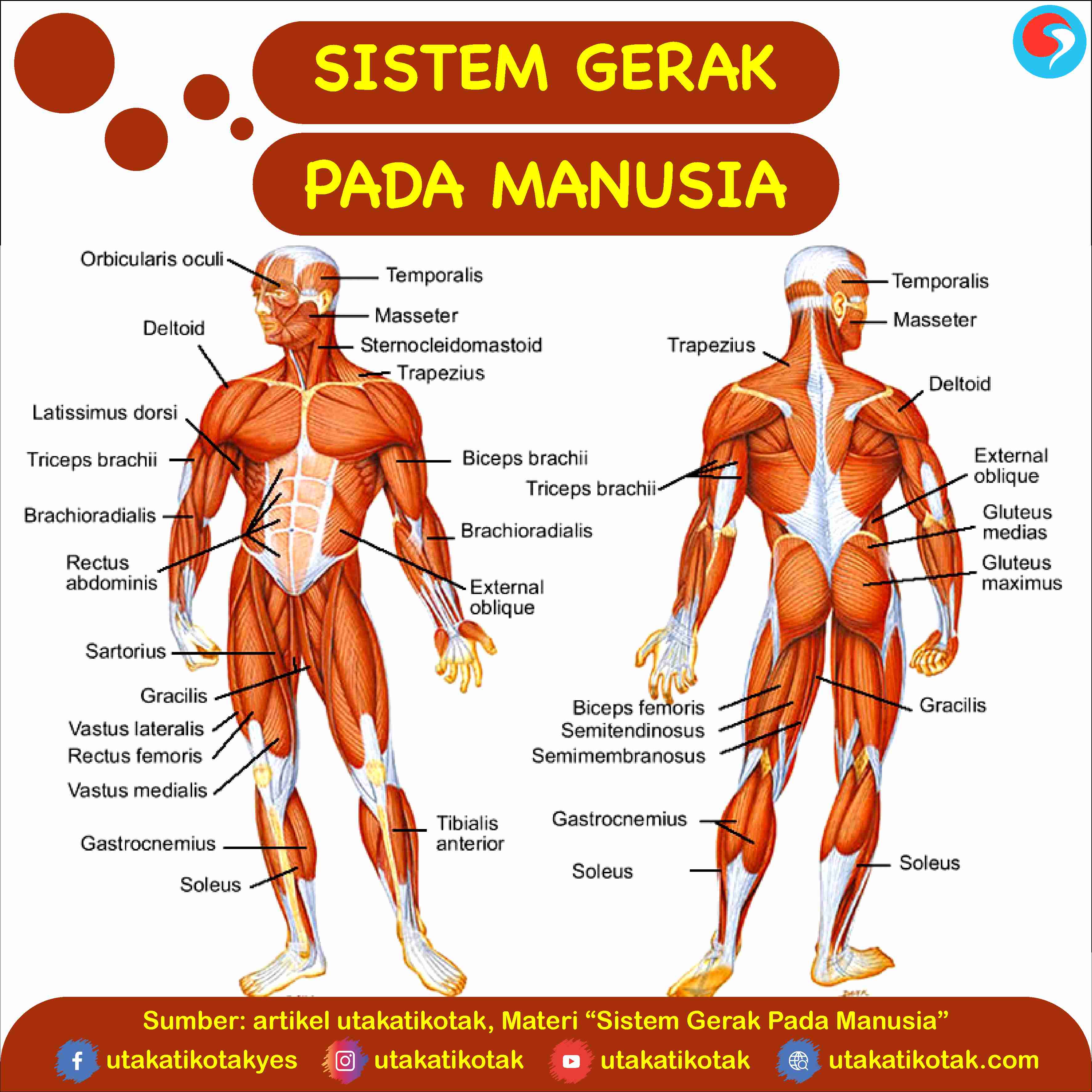 Sistem Gerak pada Manusia (Rangka, Sendi, dan Otot)