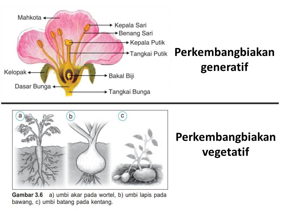 Vegetatif merah bentuk kentang dalam dan alami secara dilakukan bawang perkembangbiakan Laporan Praktikum