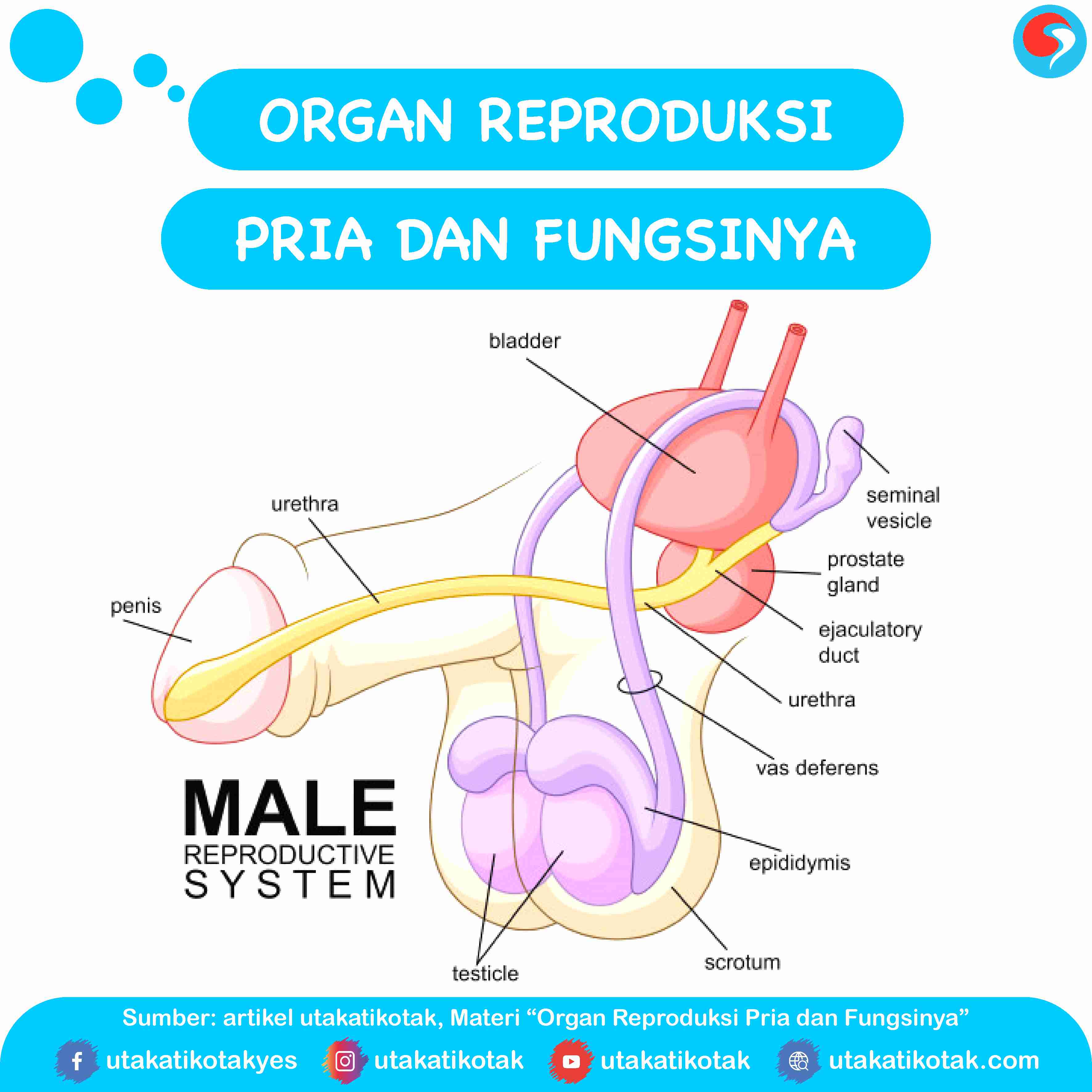 Organ Reproduksi Pria dan Fungsinya