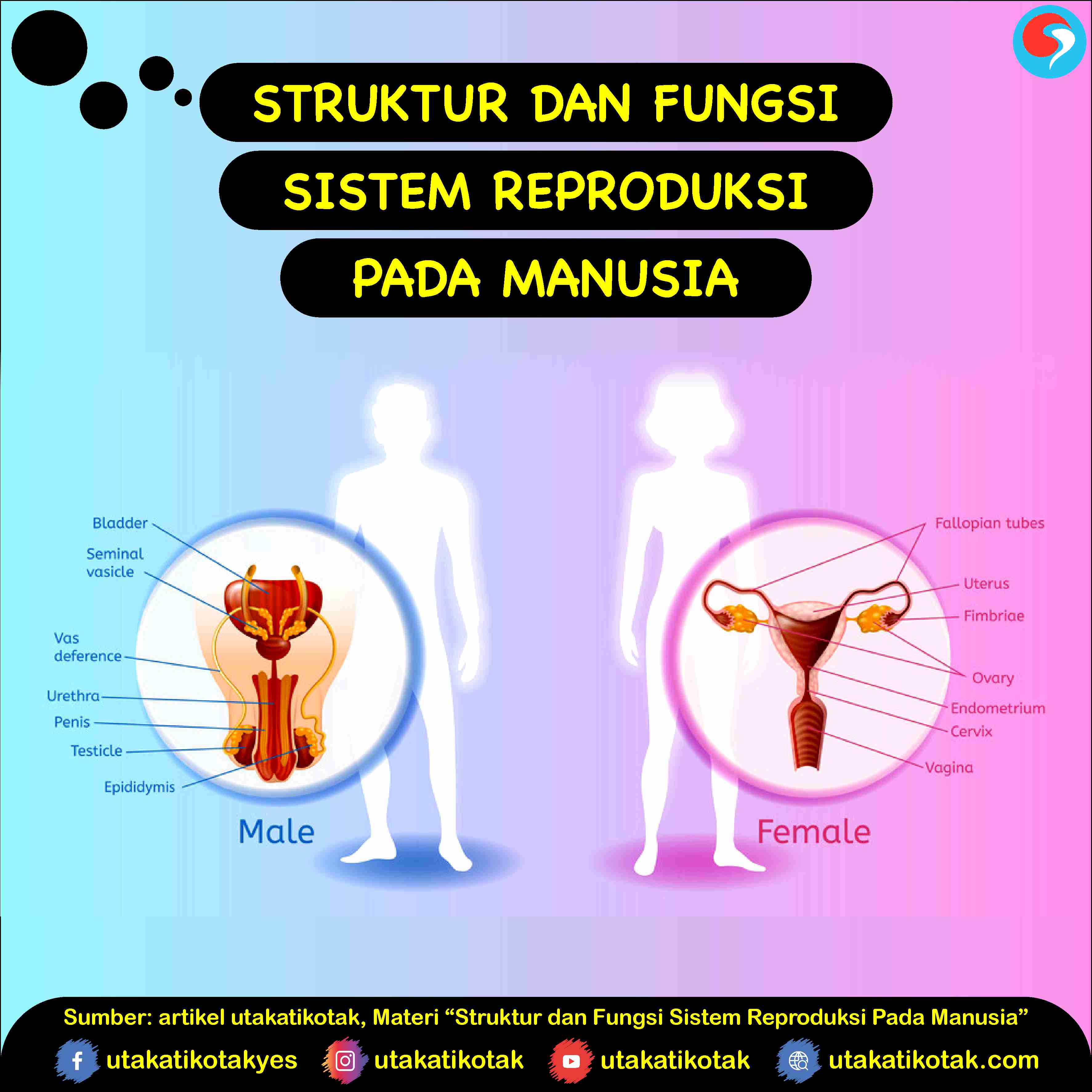 Struktur dan Fungsi Sistem Reproduksi Pada Manusia