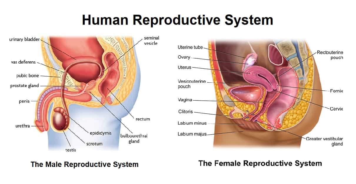 Biologi Kelas 9 - Sistem Reproduksi Pada Manusia