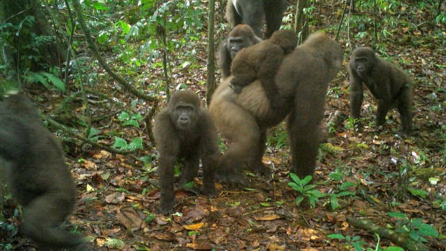 Foto Pertama Gorila Paling Langka di Dunia Bersama Bayinya