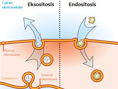 Perbedaan Eksositosis dan Endositosis