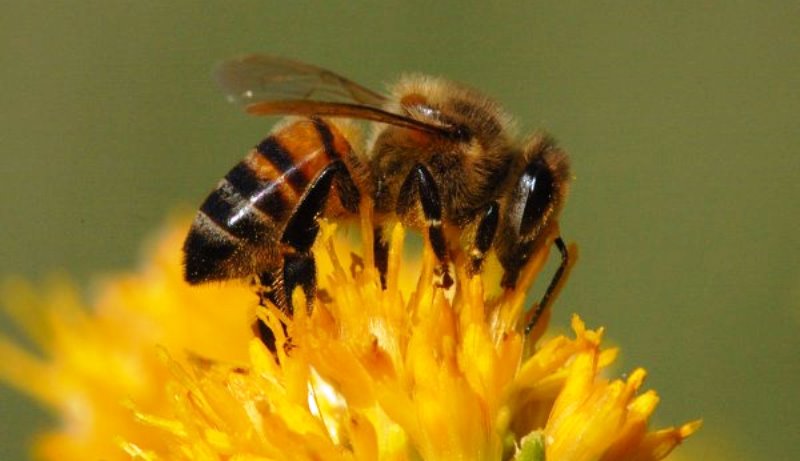 Tawon dan Lebah Punya Peran Penting dalam Penyerbukan