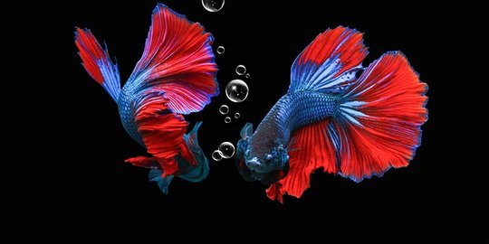 20 Jenis Ikan Cupang yang Bisa Anda Pilih untuk Dipelihara