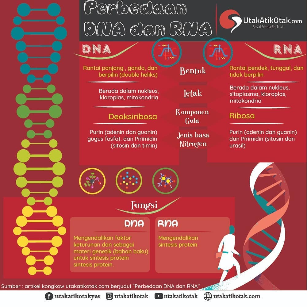 Apa perbedaan dari DNA dan RNA?