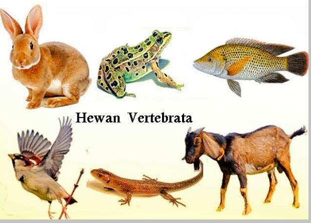Apa ciri khas hewan vertebrata