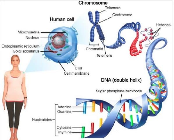 Apa Pengertian dari Gen dan Kromosom?