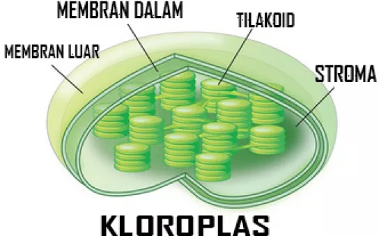 Fungsi Kloroplas