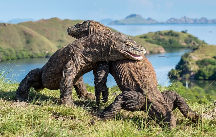 Polemik Jurrasic Park Komodo, Akhir Tragis Sang Naga Terakhir?