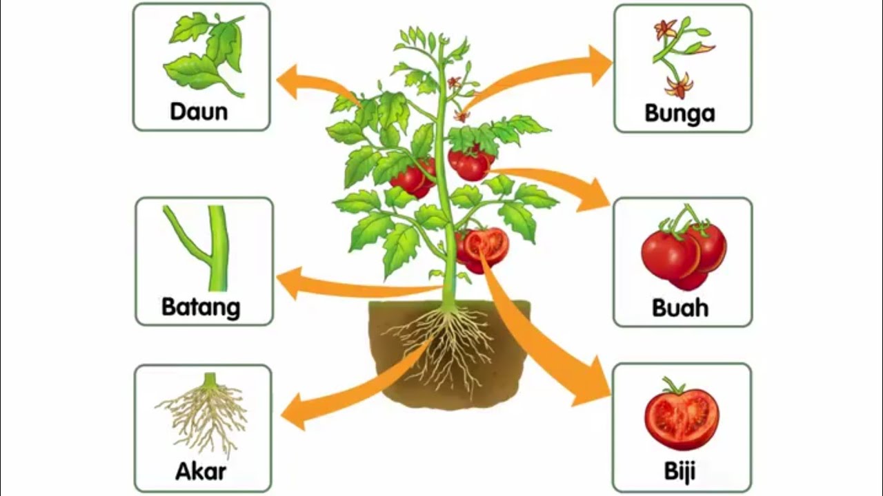 Tematik Kelas 4 Mengenal Bagian  bagian Tumbuhan 