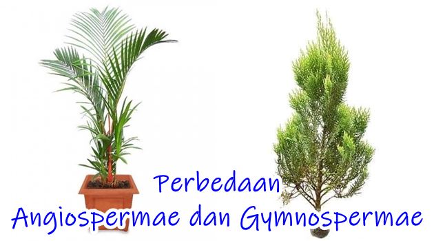 Perbedaan Gymnospermae dan Angiospermae