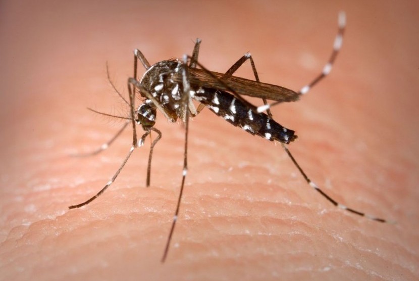 Mengapa Gigitan Nyamuk Membuat Bentol dan Gatal?