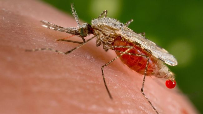 penyebab Terjadinya Penyakit Malaria