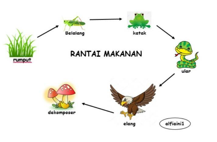 Apa yang dimaksud dengan rantai makanan dan contohnya?