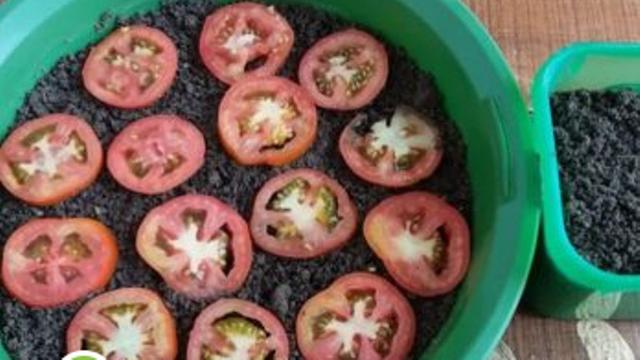 Cara Bertanam Tomat di Akhir Musim Hujan