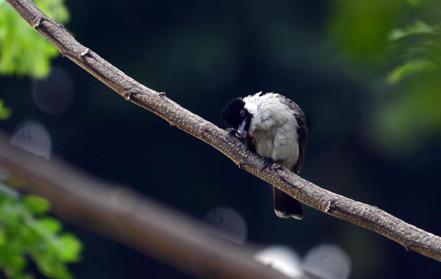 Mengapa Burung Tidak Jatuh Dari Cabang Pohon Saat Tidur?