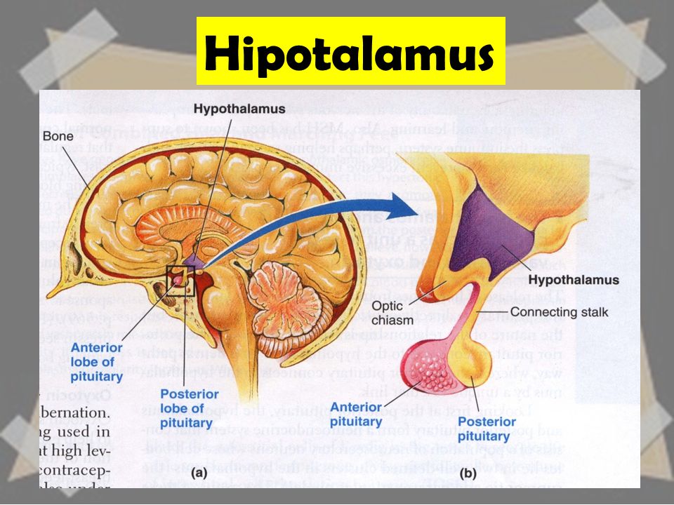 Fungsi Hipotalamus dan Hormon yang Dihasilkan