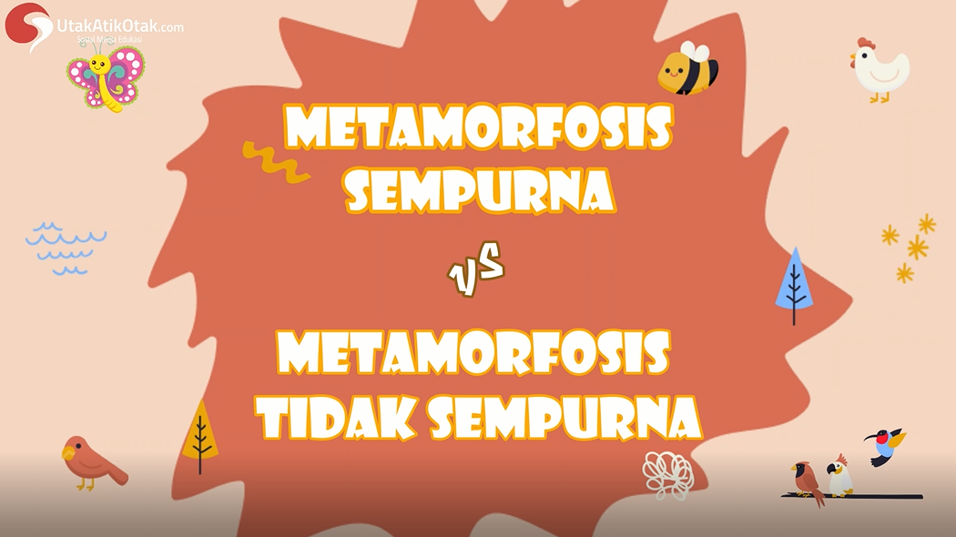Metamorfosis : Pengertian, Jenis, Ciri-Ciri, Tahapan, Contoh dan Perbedaan