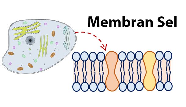 Mekanisme Transpor pada Membran Sel