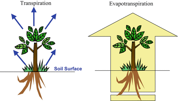 Perbedaan Transpirasi dan Evaporasi