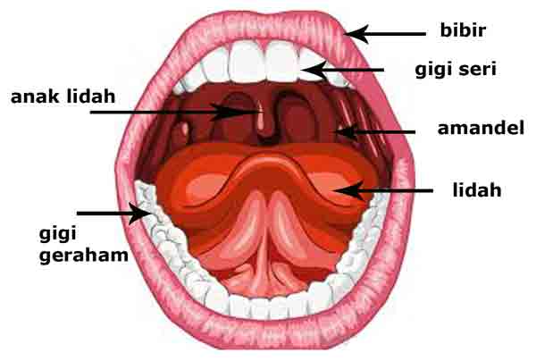 Mulut Manusia : Pengertian, Fungsi, Bagian dan Gangguan Mulut