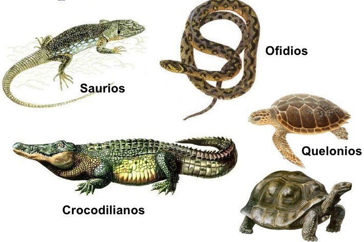 Reproduksi Pada Reptil