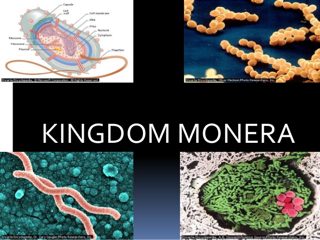 Organisme yang belum memiliki membran inti dimasukkan ke dalam kingdom