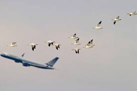 Bagaimana Burung Menginspirasi Pesawat Terbang