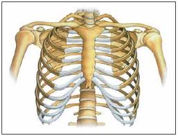 Fungsi Tulang dada dan rusuk