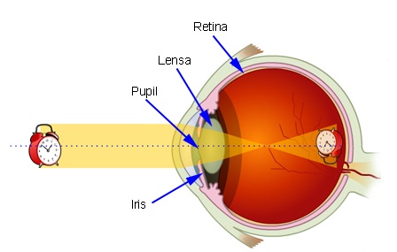 Cara Kerja Mata Sebagai Alat Optik