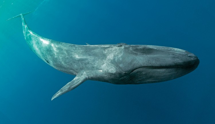 Jantung ikan paus biru berdenyut 9 kali dalam semenit