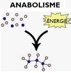 Pengertian Anabolisme
