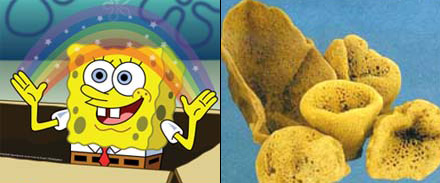 Fakta Unik Porifera