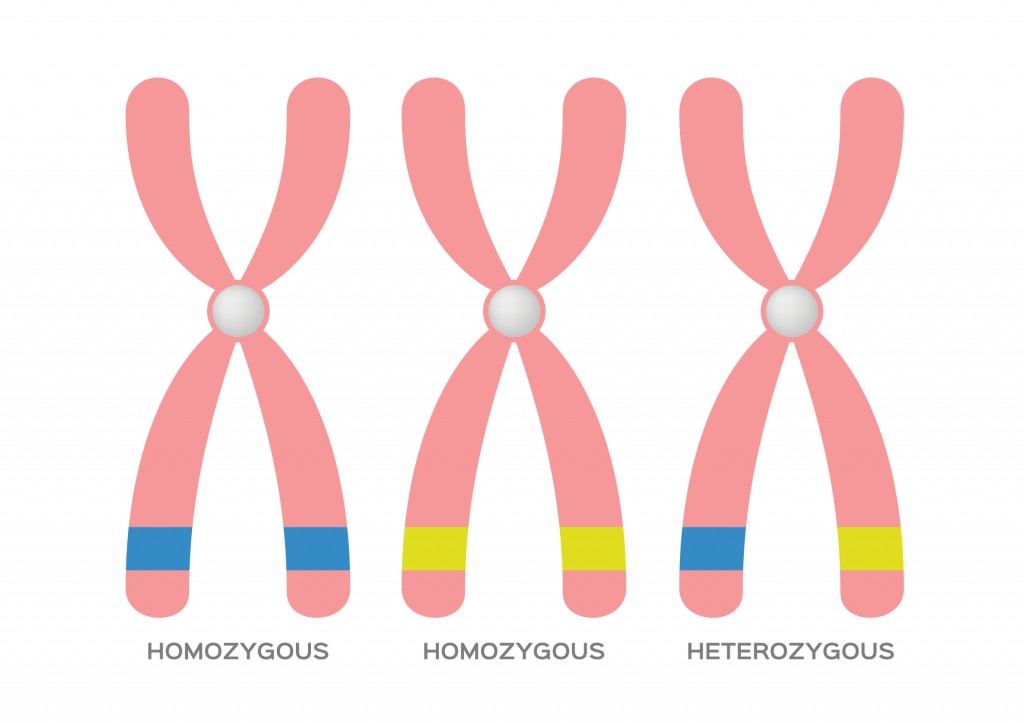 Gen dan Kromosom dalam Pewarisan Sifat