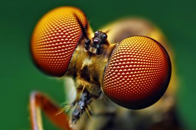 Teknologi Terinspirasi dari Mata Majemuk Serangga