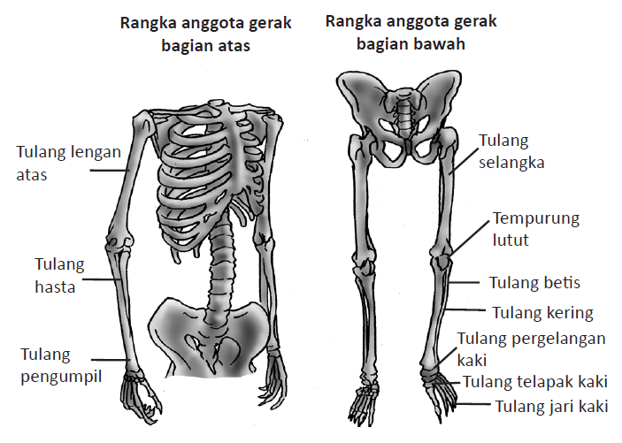 Jenis Tulang Anggota Gerak Atas dan Bawah Beserta Fungsinya
