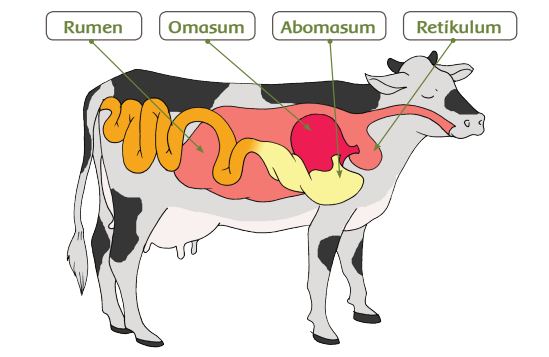 Bagaimana sistem pencernaan makanan pada hewan ruminansia? 