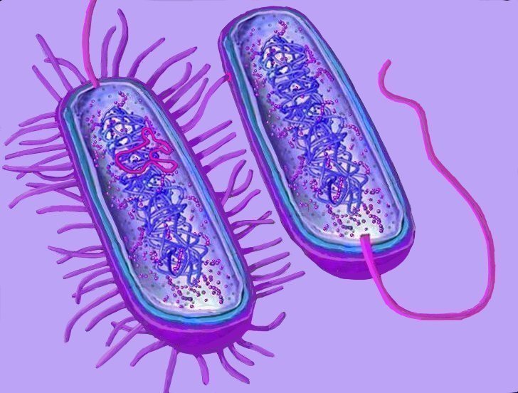 Perbedaan Archaebacteria dan Eubacteria