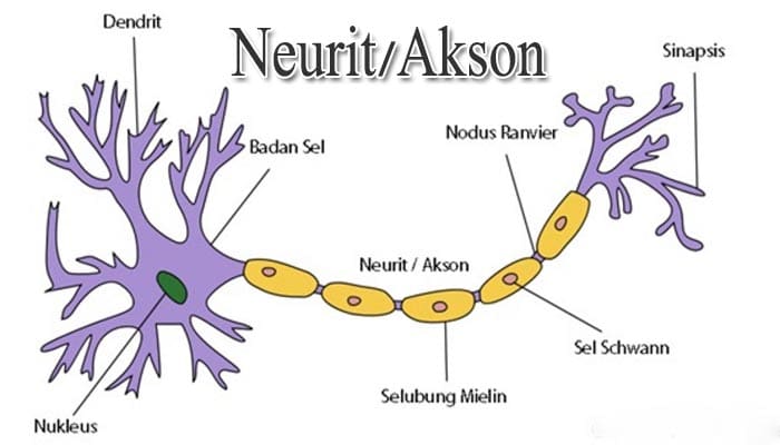 Fungsi dan Bagian-bagian Akson atau Neurit