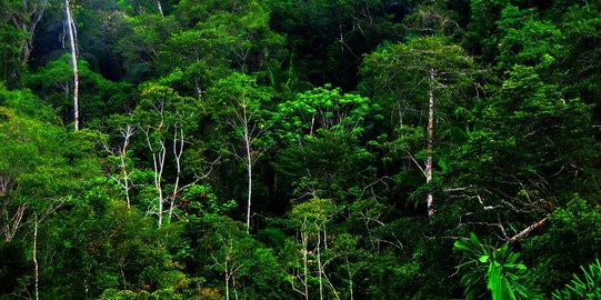 Sumber Daya Alam Nabati di Pulau Kalimantan