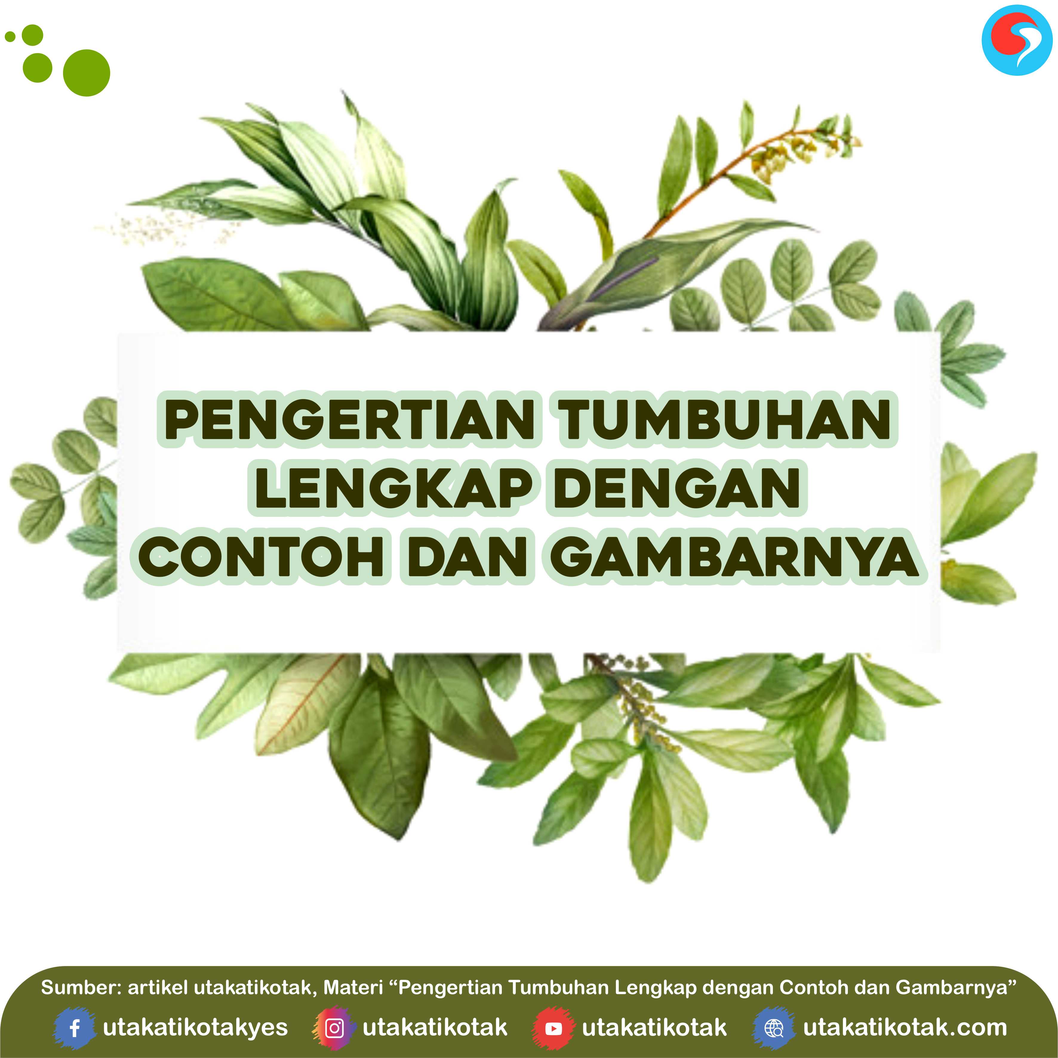 Pengertian Tumbuhan Lengkap dengan Ciri-cirinya