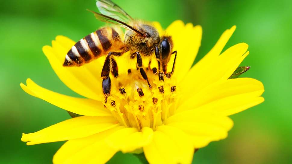 Pola interaksi antara bunga dan lebah adalah