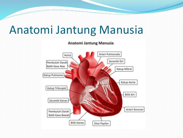 Anatomi Jantung Manusia dan Fungsi-fungsinya
